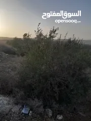  4 ارض للبيع مزروعة زيتون في صوريف
