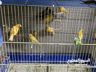  1 طيور كنار للبيع