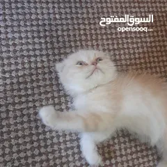  12 كتن قط سكوتش فولد شورت هير العمر شهرين  اقرأ الوصف