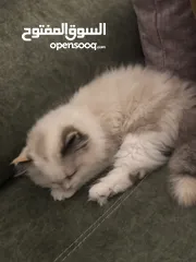  2 قطة راج دول البيع بسبب السفر