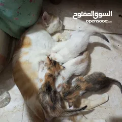  2 قطه مع صغارها للتبني