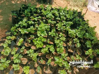  7 دوالي بلدي +اسود دراويشي +ماتور ماء 3/4ثلاثه ترباع ايطالي/ بدرلو/للبيع