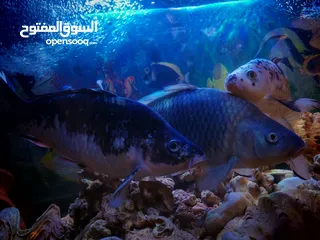  4 سمك للبيع كبير بعيش شتاء وصيف قوي سمك قرو بعيش جميع انواع الأحواض