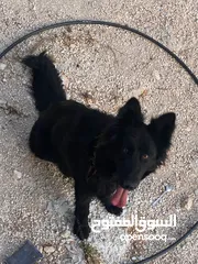  3 جوز جيرمن ذكر وانثى عمرهن سنة ونص جوز مستوا عالي