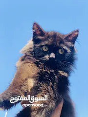  1 قط ذكر عمره3 ب25