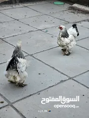  4 دجاج براهما
