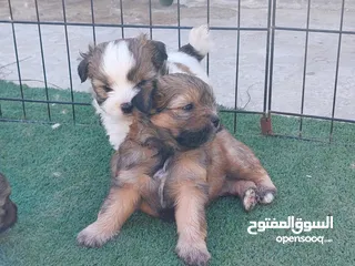  5 كلاب حجم صغير مابكبر