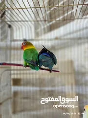  8 بسم الله تبارك الرحمن فحل فيشر مع جوز روز الأنثى الصفراء اليفه ركززز معي صحه نظاااافه صلاه النبي