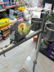  2 ببغاء  كوكتيل اليف جدا بجيك طيران من غرفة لغرفة