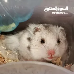  3 هامستر للبيع مع قفص والعاب وبيت وعجله ومشربيه مي