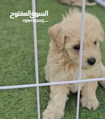  2 كلب نوع مالتيز ذكي جدا ولعوب ذكر عمره ثلاث اشهر