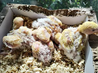  13 فراخ روز لاتينو عين حمرة مع هدية سريلاك وسرنجة للزق اليدوي فرخ كوكتيل فيشر كاسكو حب جنة درة ببغاء