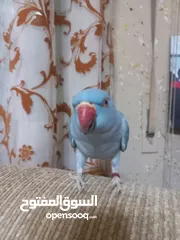  2 ببغاء درة طفرة محجل غير مروض مع قفصه الكبير المناسب