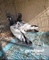  2 حمام باكستاني انواع واشكال