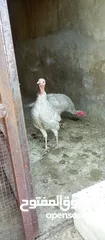  4 حبش ازرق للبيع