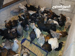  10 فرخات عمر 3 شهور وشهرين ونص