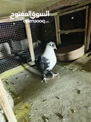  2 حمام مشكل بسعر حرق