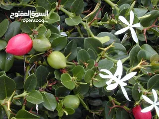  30 جميع أنواع أشجار الفواكة والحمضيات ( بلدي - مستورد )