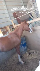  2 مهر للبيع بسعر ممتاز ومغري