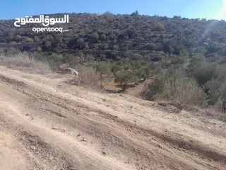  3 ارض مزروعة زيتون