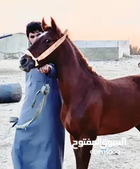  1 مهر انقليزي نخب اول