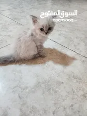  2 كيتنز هملايا بلو بيور /قطط هملايا