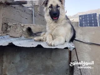  3 كلب جيرمن مع هسكي مهجن عمر  ثمنيه اشهر