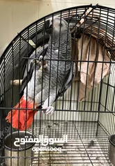  3 For Sale Trained African Grey Parrot