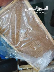  2 مطلوب طيور بدل على عسل