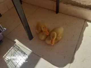  4 بط عدد 2للبيع عمر شهر