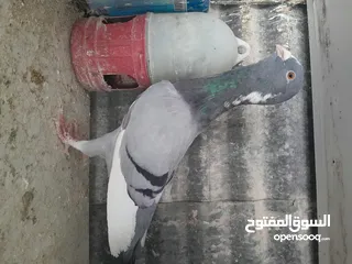  2 متاح  جواز  حمام الماني  كلو شغال جوز بلوني احمر تحته بيض وطيره مزهوراي حمره مع فرخها  وطيره مسوداي