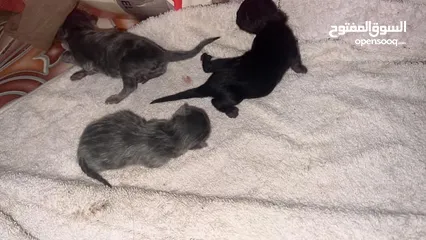  3 قط شيرازي مع اطفالها (4)