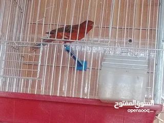  3 حمام مخملي