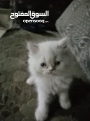  4 قطط للبيع همالايا ما شاء الله العمر شهر ونص