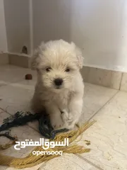  5 Maltese puppy 2 months old