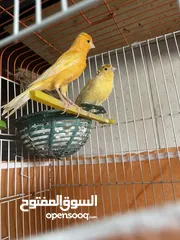  1 جوز كنار الفحل احمر