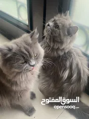  2 قطوه وامها لتبني
