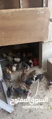  3 صوص جاج بلدي