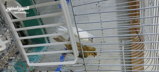  7 طيور كناري جوزين  وحب للبيع
