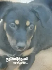  3 رتوايلر ذكر وانثى العمر 3 أشهر