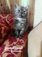  3 متاح كتن مكس سكوتش ستريت هيمالايا عمر ثلاث اشهر انثى بسعر رمزي 10 دنانير فقط
