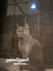  5 قطط للتبني