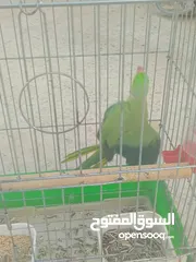  2 ببغاء دره هندي