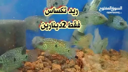  3 سمك زينه للبيع