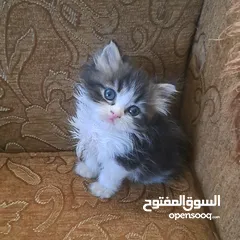  6 تواصل واتساب " قطط بيرشن وهملايا "