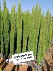  2 متوفر جميع انواع الاشجار المثمرة والزينة والورود وخدمة الزراع وتنسيق الحدائق وجميع انواع القواير