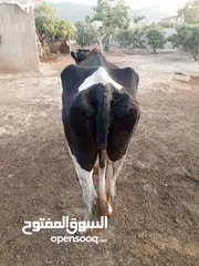  2 اقرا اضحيه للبيع