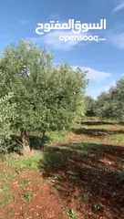  7 مزرعه للبيع مزروعه ومنتجه جاهزه  من المالك مباشره أراضي بني كنانه القصفه