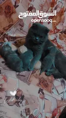  3 قطط سكوتش فولد و ستريت