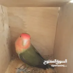  3 جوز روز شغال100٪